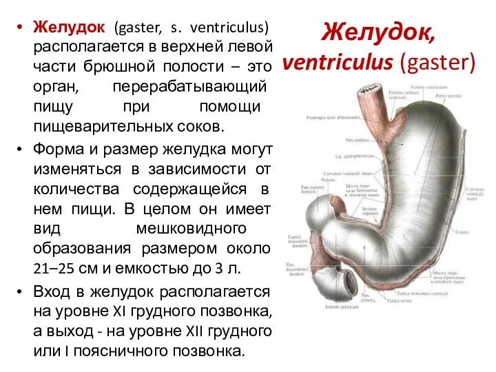 Желудок, ventriculus (gaster) Желудок (gaster, s. ventriculus) располагается в верхней левой части брюшной
