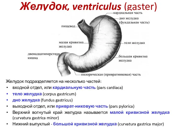 Желудок, ventriculus (gaster) Желудок подразделяется на несколько частей: входной отдел, или кардиальную часть