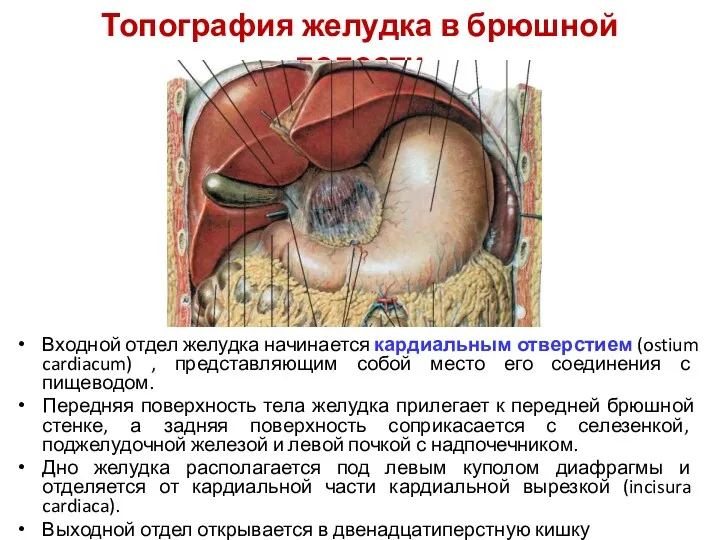 Топография желудка в брюшной полости Входной отдел желудка начинается кардиальным отверстием (ostium cardiacum)