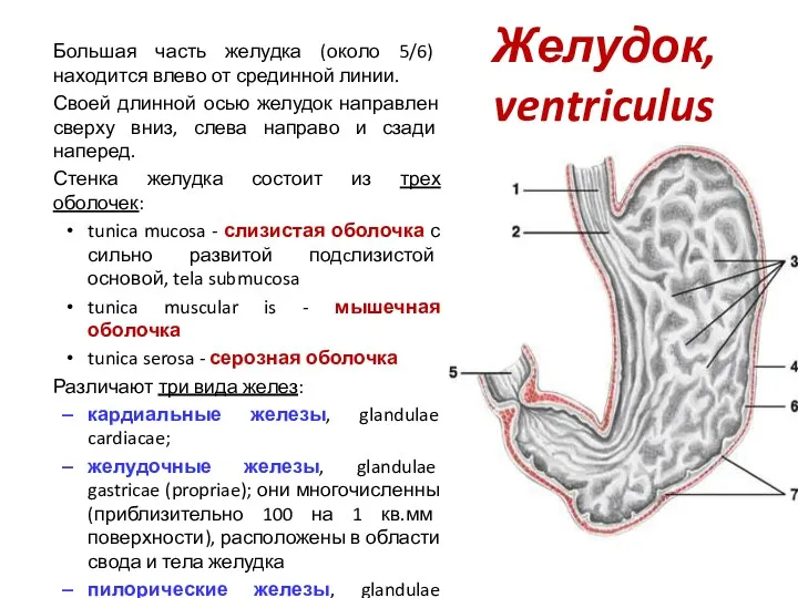 Желудок, ventriculus Большая часть желудка (около 5/6) находится влево от срединной линии. Своей