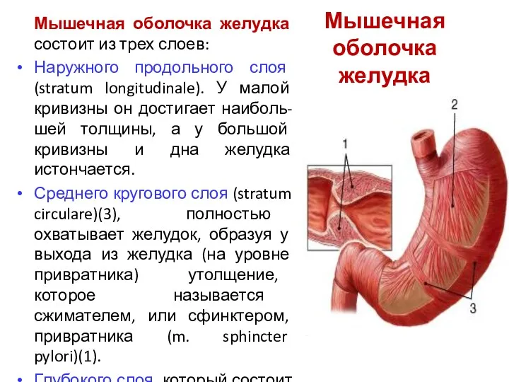 Мышечная оболочка желудка Мышечная оболочка желудка состоит из трех слоев: Наружного продольного слоя