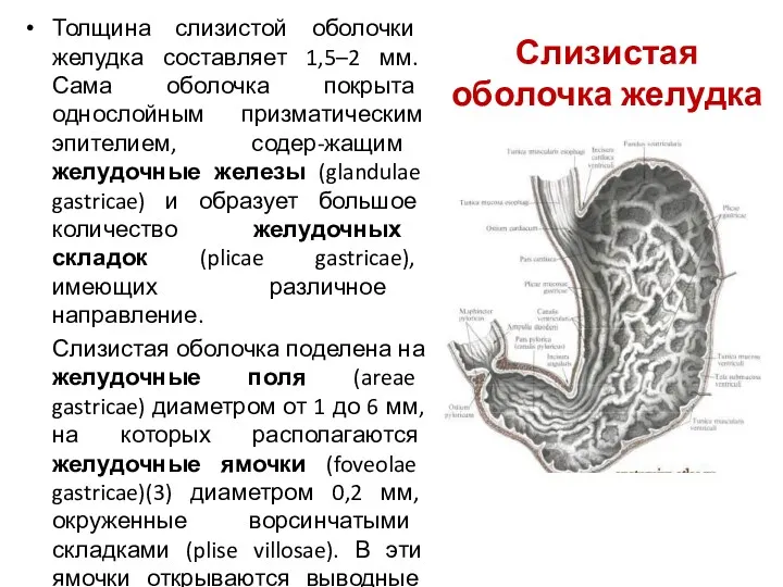Слизистая оболочка желудка Толщина слизистой оболочки желудка составляет 1,5–2 мм. Сама оболочка покрыта