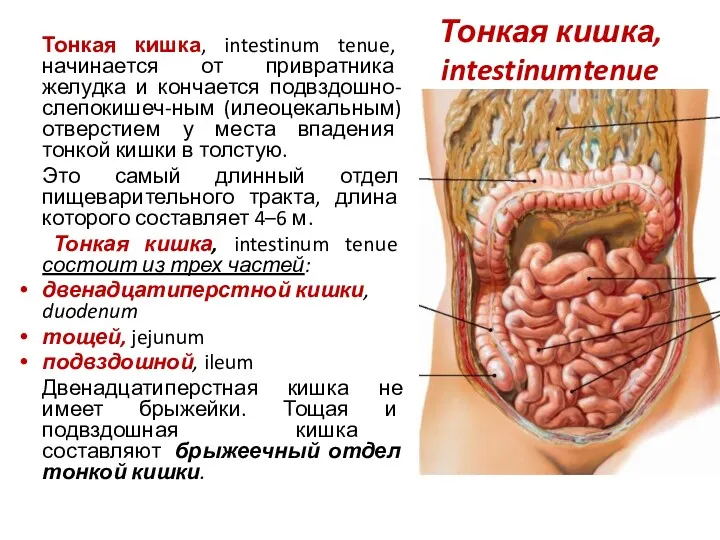 Тонкая кишка, intestinumtenue Тонкая кишка, intestinum tenue, начинается от привратника желудка и кончается