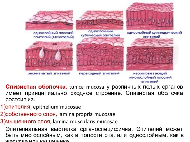 Слизистая оболочка, tunica mucosa у различных полых органов имеет принципиально сходное строение. Слизистая