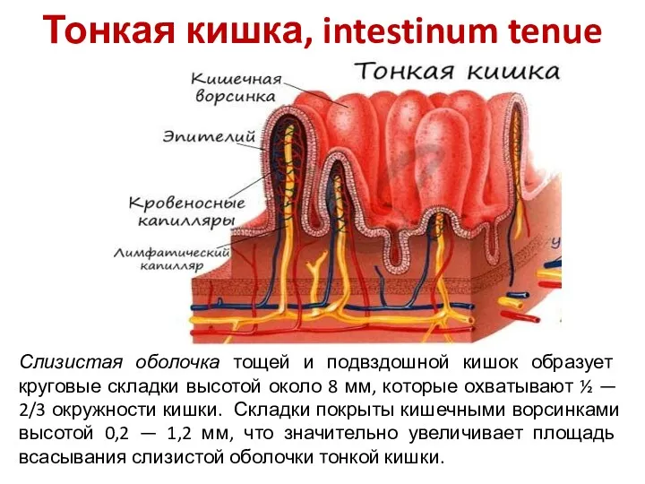 Тонкая кишка, intestinum tenue Слизистая оболочка тощей и подвздошной кишок образует круговые складки