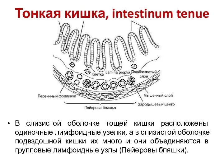 Тонкая кишка, intestinum tenue В слизистой оболочке тощей кишки расположены одиночные лимфоидные узелки,