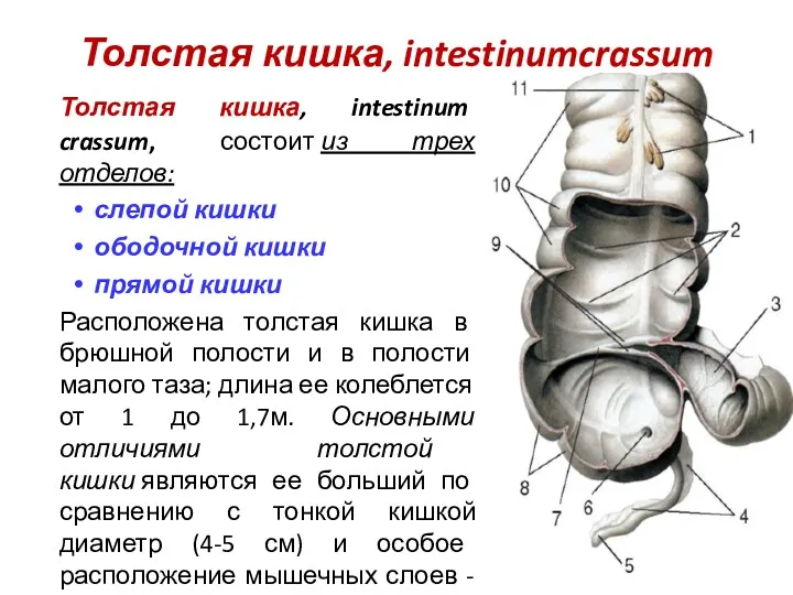 Толстая кишка, intestinumcrassum Толстая кишка, intestinum crassum, состоит из трех отделов: слепой кишки