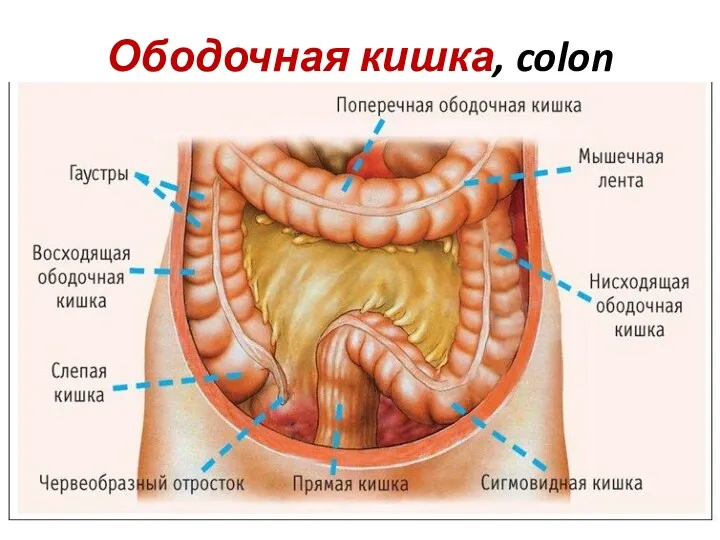 Ободочная кишка, colon