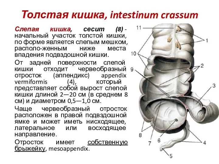 Толстая кишка, intestinum crassum Слепая кишка, сесит (8) - начальный участок толстой кишки,