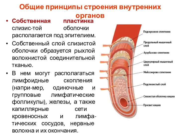 Общие принципы строения внутренних органов Собственная пластинка слизис-той оболочки располагается под эпителием. Собственный