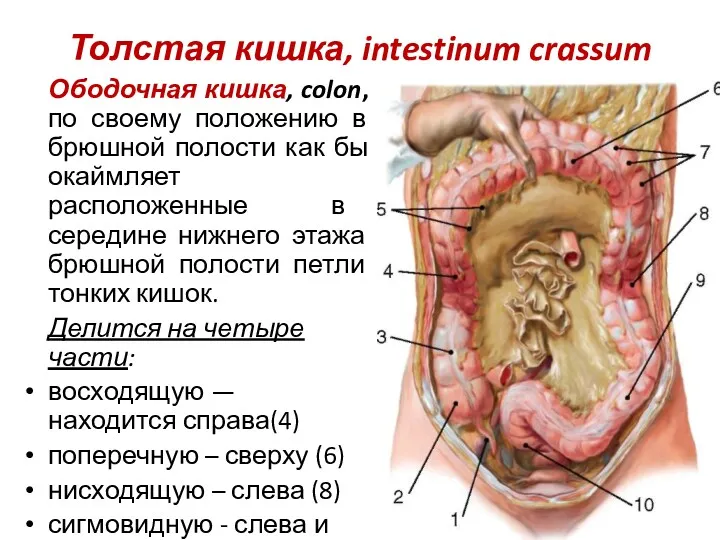 Толстая кишка, intestinum crassum Ободочная кишка, colon, по своему положению в брюшной полости