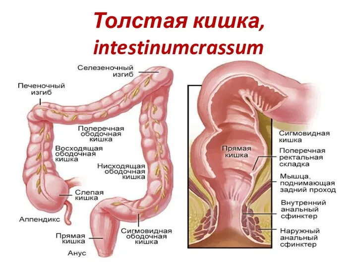 Толстая кишка, intestinumcrassum