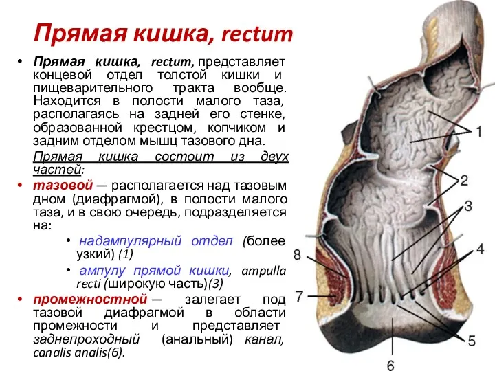 Прямая кишка, rectum Прямая кишка, rectum, представляет концевой отдел толстой кишки и пищеварительного