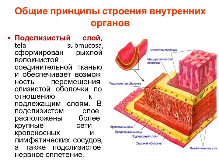 Общие принципы строения внутренних органов Подслизистый слой, tela submucosa, сформирован рыхлой волокнистой соединительной