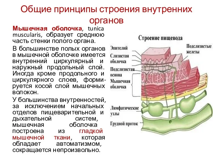 Общие принципы строения внутренних органов Мышечная оболочка, tunica muscularis, образует среднюю часть стенки