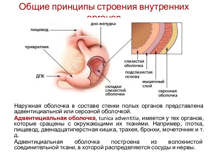 Общие принципы строения внутренних органов Наружная оболочка в составе стенки полых органов представлена