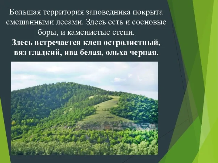 Большая территория заповедника покрыта смешанными лесами. Здесь есть и сосновые