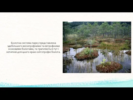 Болотна система парку представлена здебільшого мезотрофними та евтрофними осоковими болотами,