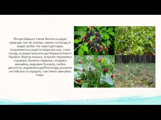 Флора Шацьку також багата на дари природи такі як суниця,