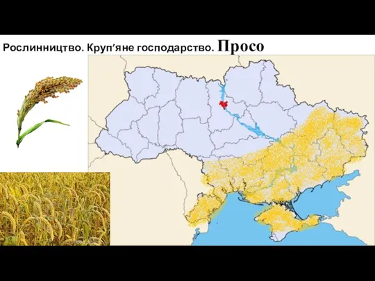 Рослинництво. Круп’яне господарство. Просо