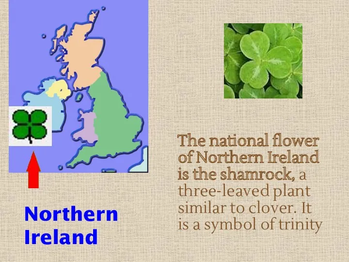 The national flower of Northern Ireland is the shamrock, a three-leaved plant similar
