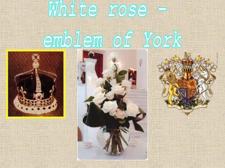 White rose – emblem of York