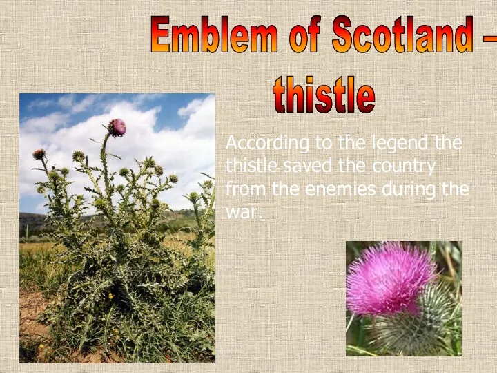 Emblem of Scotland – thistle According to the legend the