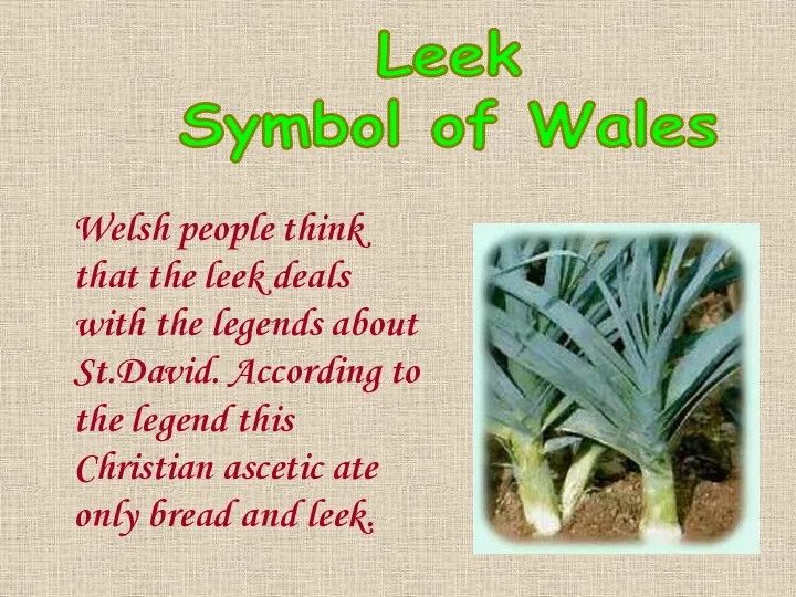 Leek Symbol of Wales Welsh people think that the leek deals with the