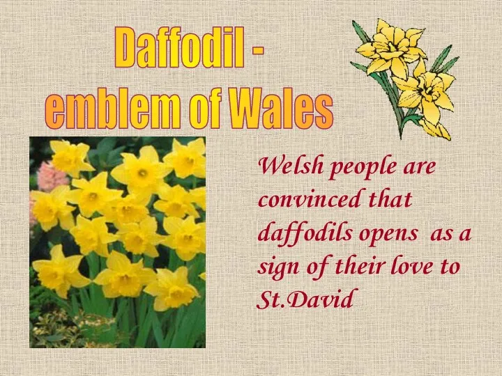 Welsh people are convinced that daffodils opens as a sign
