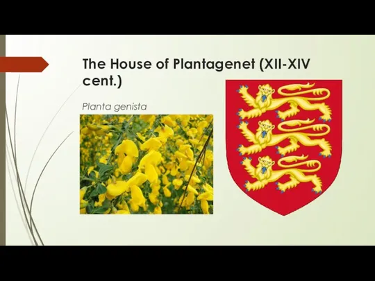 The House of Plantagenet (XII-XIV cent.) Planta genista
