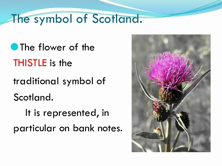 The symbol of Scotland. The flower of the THISTLE is