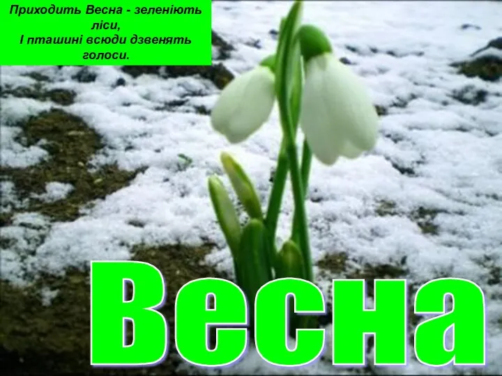 Весна Приходить Весна - зеленіють ліси, І пташині всюди дзвенять голоси.