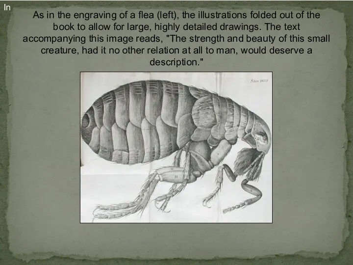 As in the engraving of a flea (left), the illustrations