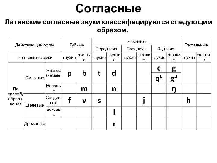 Согласные Латинские согласные звуки классифицируются следующим образом.