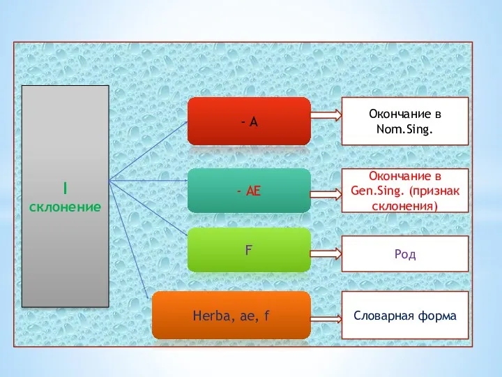 I склонение - A - AE F Herba, ae, f