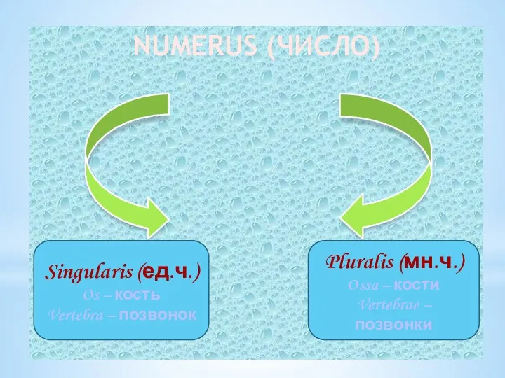 NUMERUS (ЧИСЛО) Singularis (ед.ч.) Os – кость Vertebra – позвонок