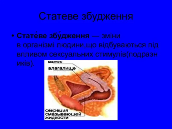 Статеве збудження Стате́ве збу́дження — зміни в організмі людини,що відбуваються під впливом сексуальних стимулів(подразників).