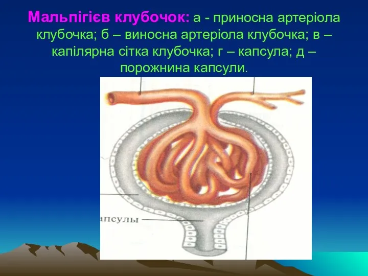 Мальпігієв клубочок: а - приносна артеріола клубочка; б – виносна