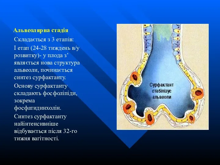 Альвеолярна стадія Складається з 3 етапів: I етап (24-28 тиждень