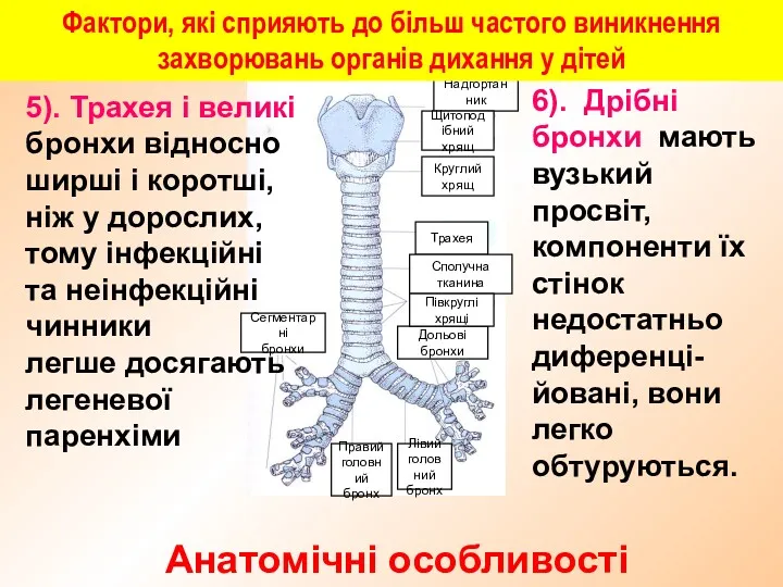 Надгортанник Щитоподібний хрящ Круглий хрящ Трахея Сполучна тканина Дольові бронхи