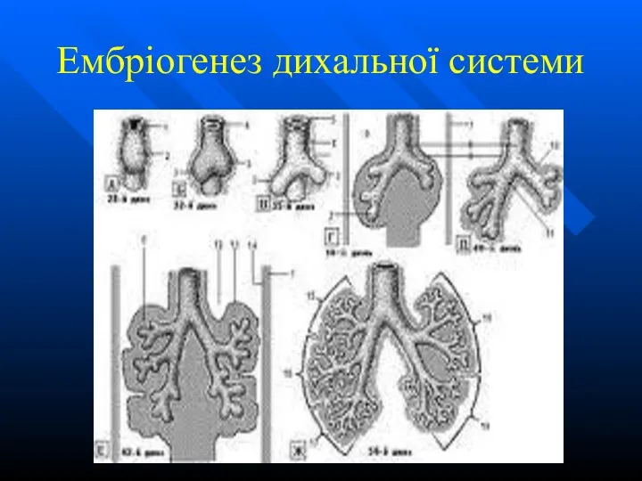 Ембріогенез дихальної системи