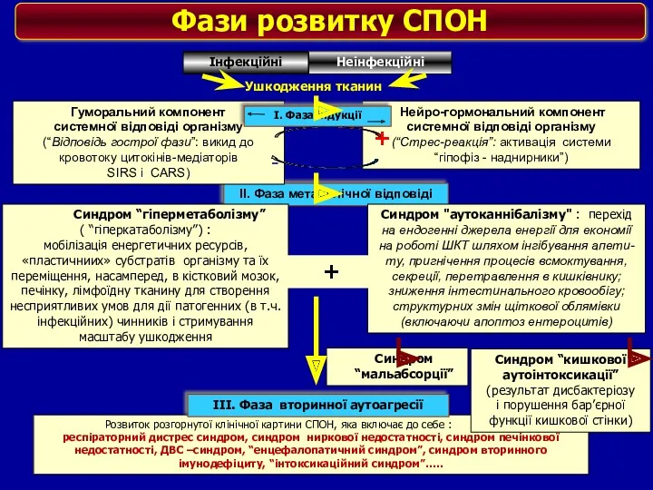 II. Фаза метаболічної відповіді Розвиток розгорнутої клінічної картини СПОН, яка включає до себе