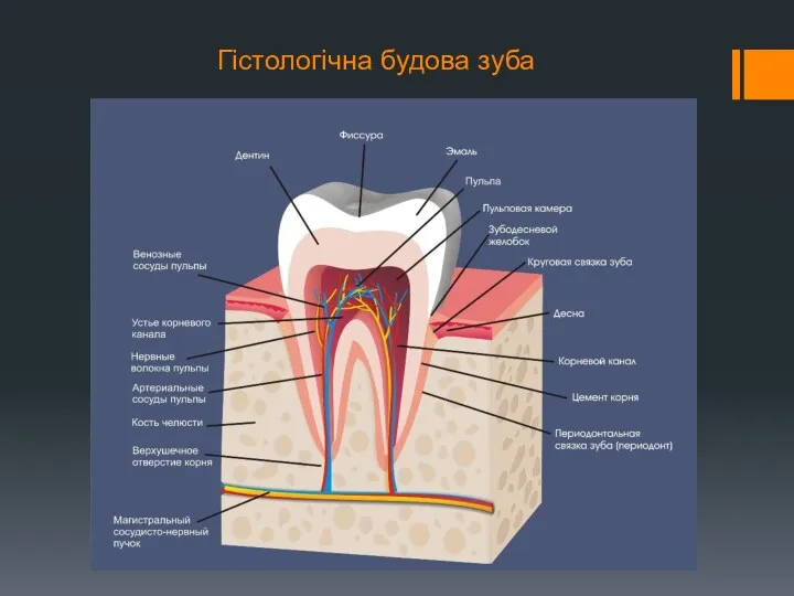 Гістологічна будова зуба