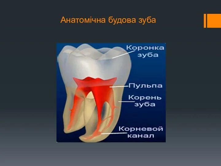 Анатомічна будова зуба