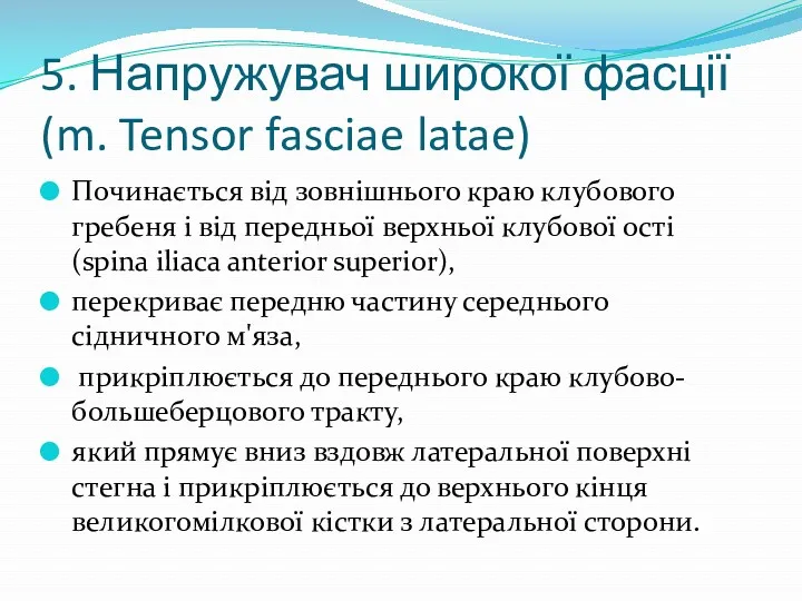 5. Напружувач широкої фасції (m. Tensor fasciae latae) Починається від