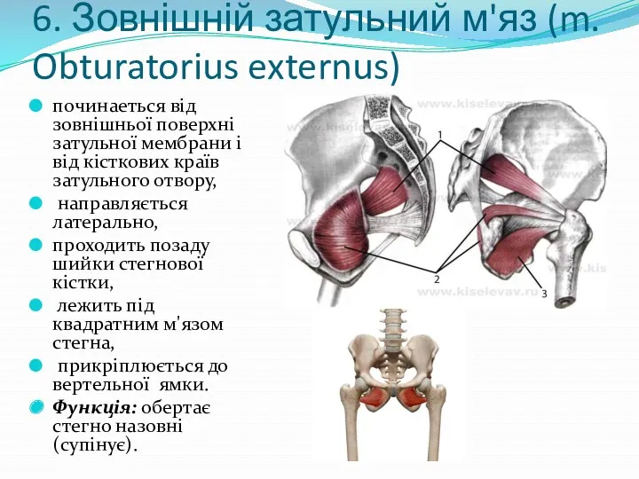 6. Зовнішній затульний м'яз (m. Obturatorius externus) починаеться від зовнішньої