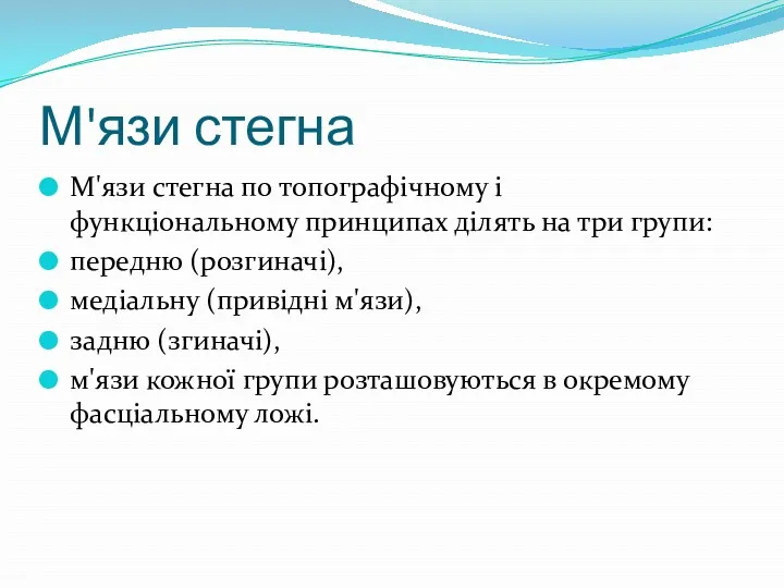 М'язи стегна М'язи стегна по топографічному і функціональному принципах ділять