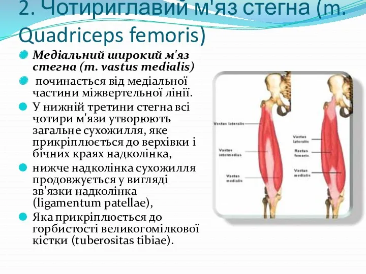 2. Чотириглавий м'яз стегна (m. Quadriceps femoris) Медіальний широкий м'яз