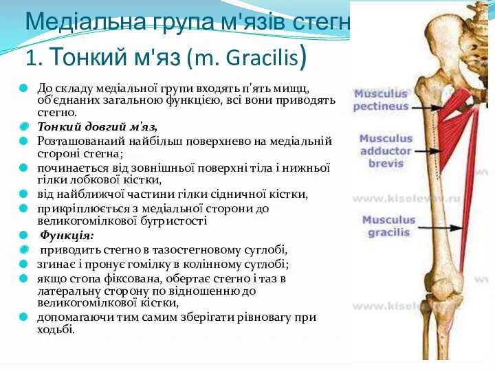 Медіальна група м'язів стегна 1. Тонкий м'яз (m. Gracilis) До