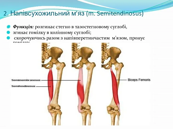 2. Напівсухожильний м'яз (m. Semitendinosus) Функція: розгинає стегно в тазостегновому